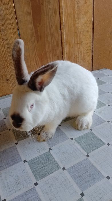 Samiec Kalifornia waga 3.7kg