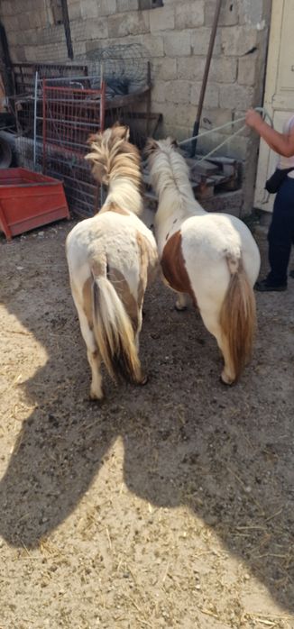 Póneis femeas com olhos azuis