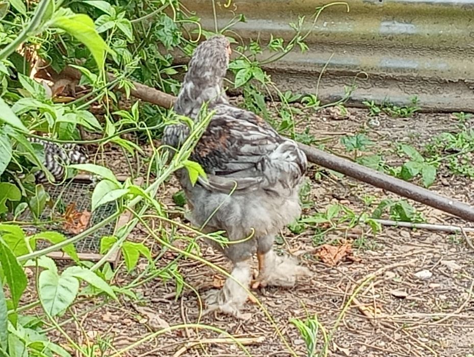 Jovem macho de raça Brahma