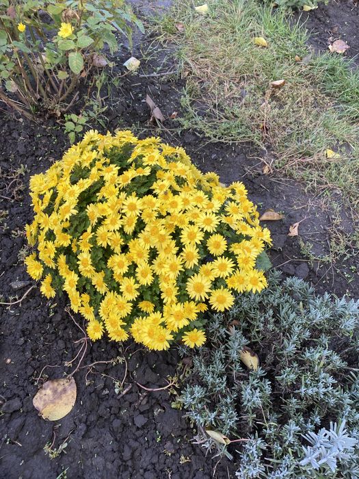 Хризантема мультифлора маточичний кущ