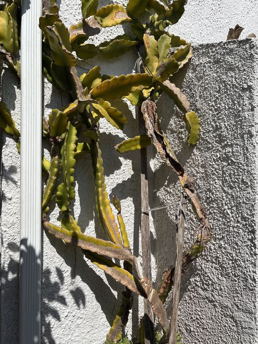 Plantas para dar