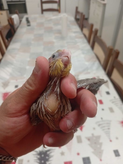 Caturra acabar de criar a mão