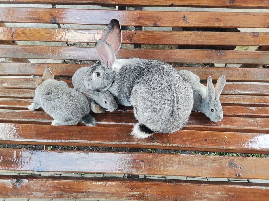 Кролі породи радянська шиншила: самець, кроличка, кріль