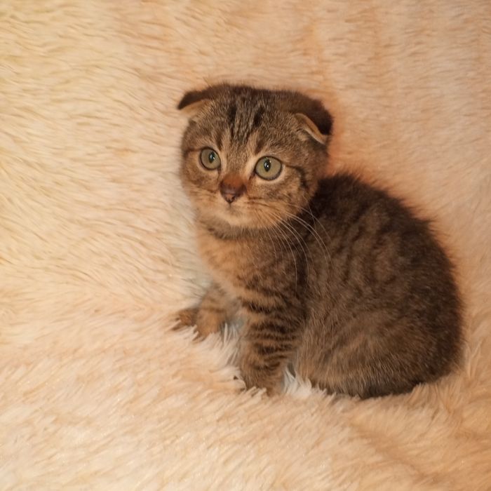 Котик скотіш фолд(вісловухий)