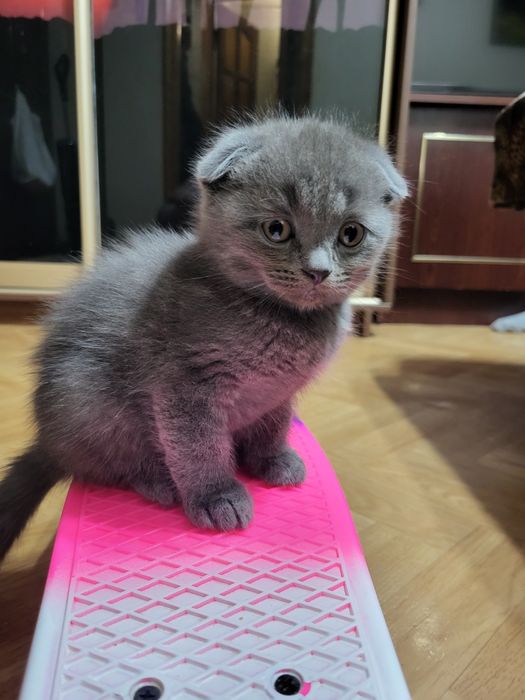 Хлопчик шотландець