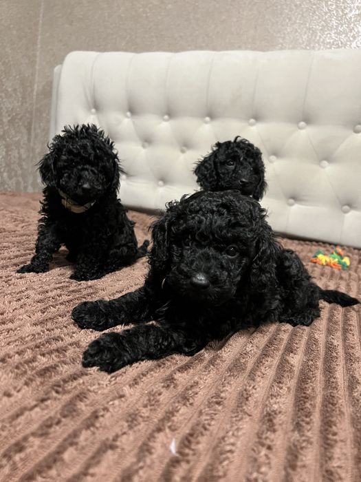 Справжній ТОЙ ПУДЕЛЬ