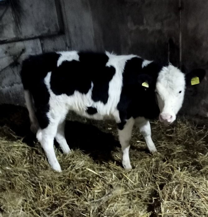 Sprzedam Jałoszki simental