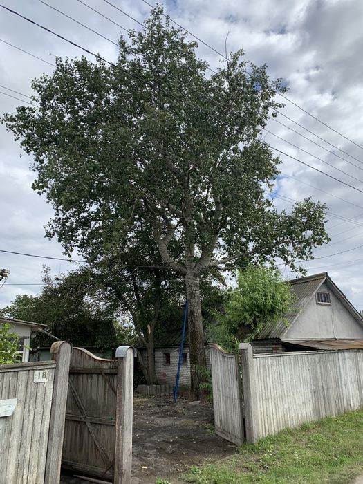 Спил деревьев, спил аварийных дереаьев. Уборка теретории. Покос травы