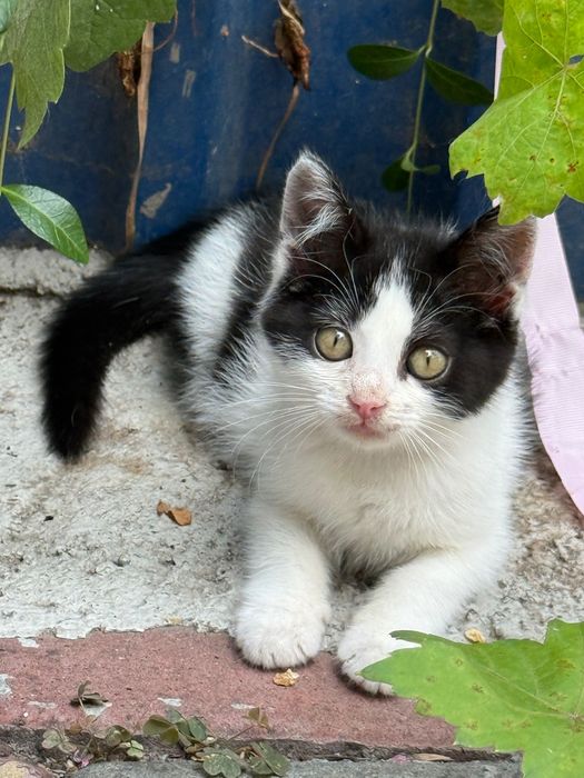 Котенок- девочка в добрые руки