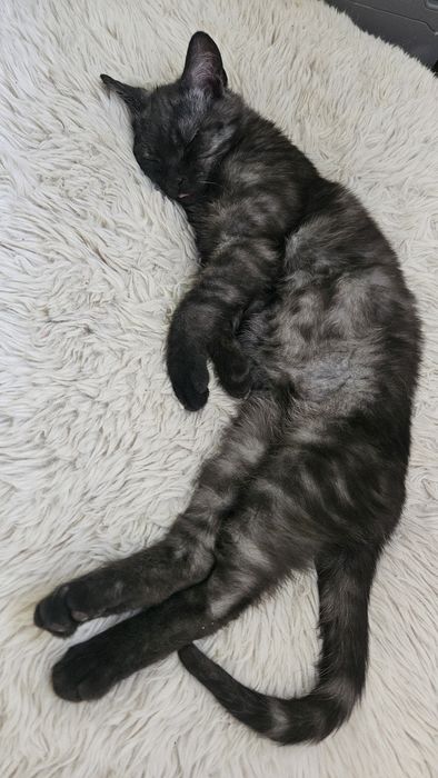 Daj nam wspólny dom- Sasha i Merlin