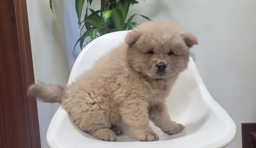 Chow chow macho bebé