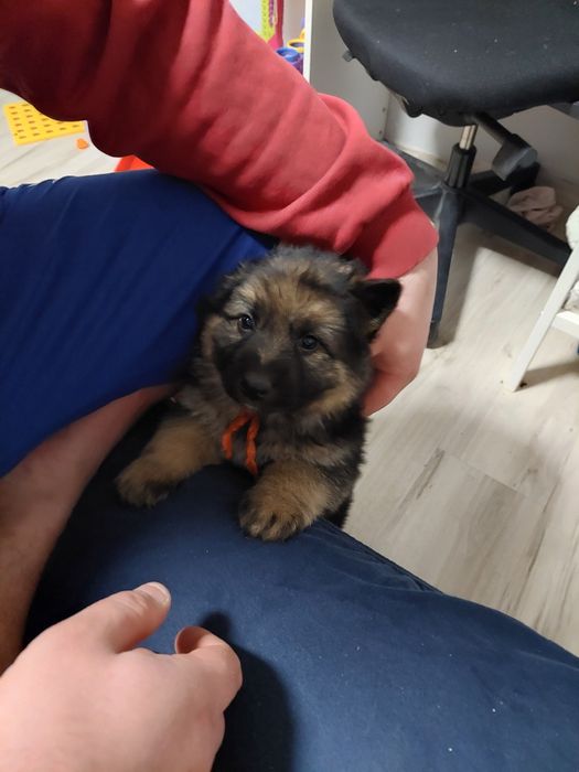 Szczeniaki owczarek niemiecki