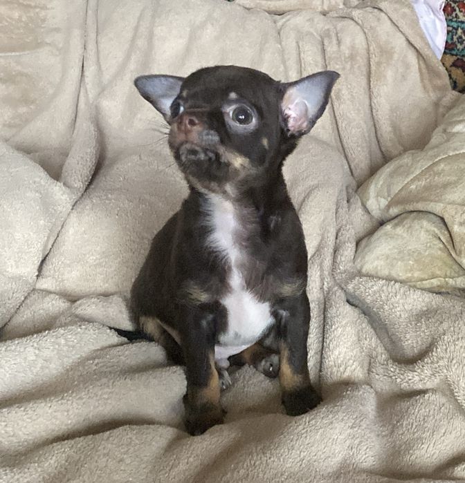 Шоколадный миник