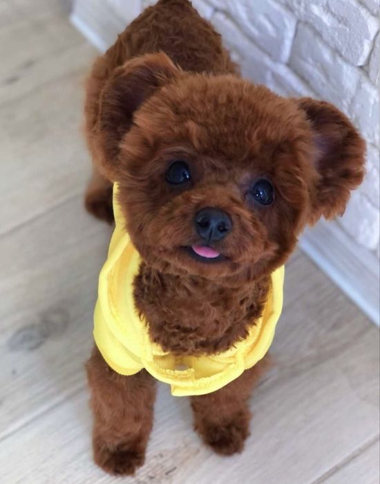 Той пудель, Китай, вязка