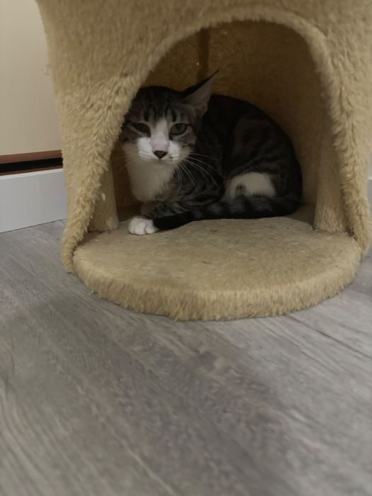 Gatinhos bebés com esterilização gratuita para adoção