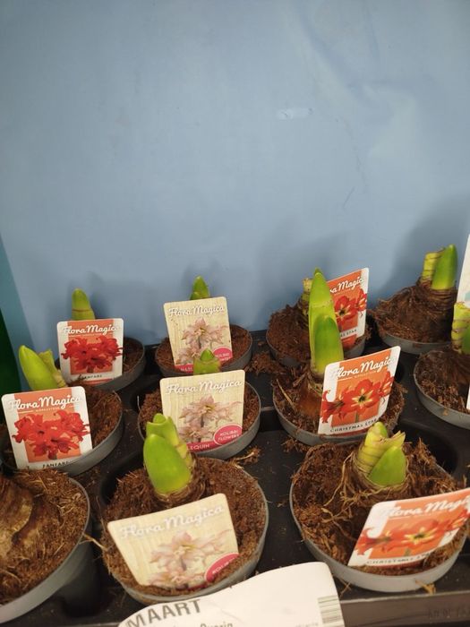 Антуріум.Гіпеаструм.