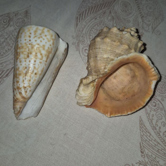 Ракушки раковины морские для аквариума