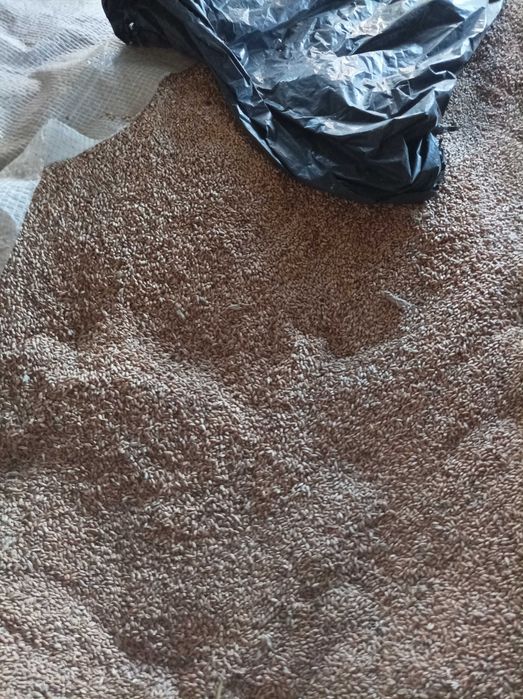 Sprzedam pszenicę ozimą lub mix jarej z owsem plus 2worki gratis w workach 25 kg lub luzem