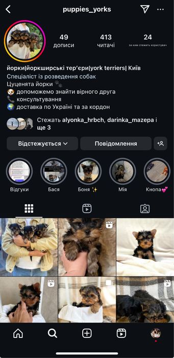 Вухастики йорки