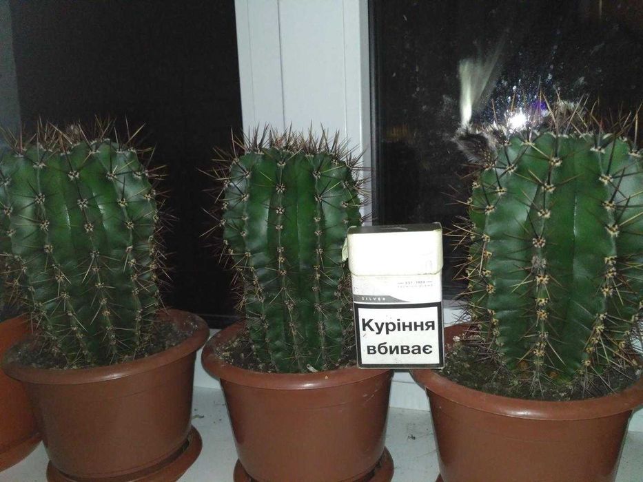 Продам Хоя (Восковик), кактус.