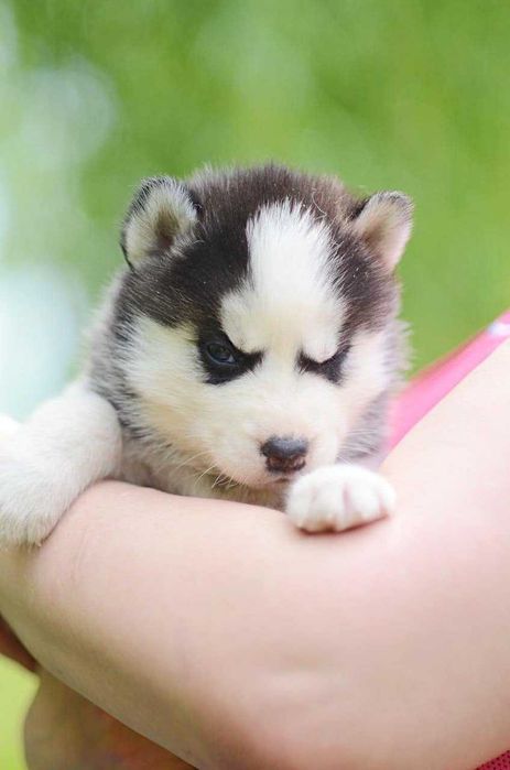 Кобель сибирский хаски. КСУ. Вязка