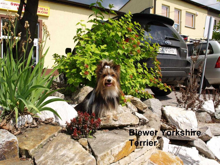 Biewer Yorkshire Terrier suczka 9  tyg.