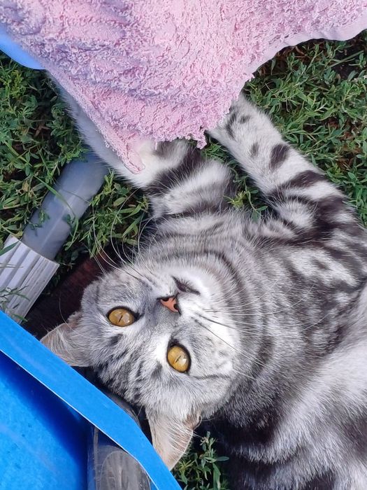 В'язка породистого шотландського кота