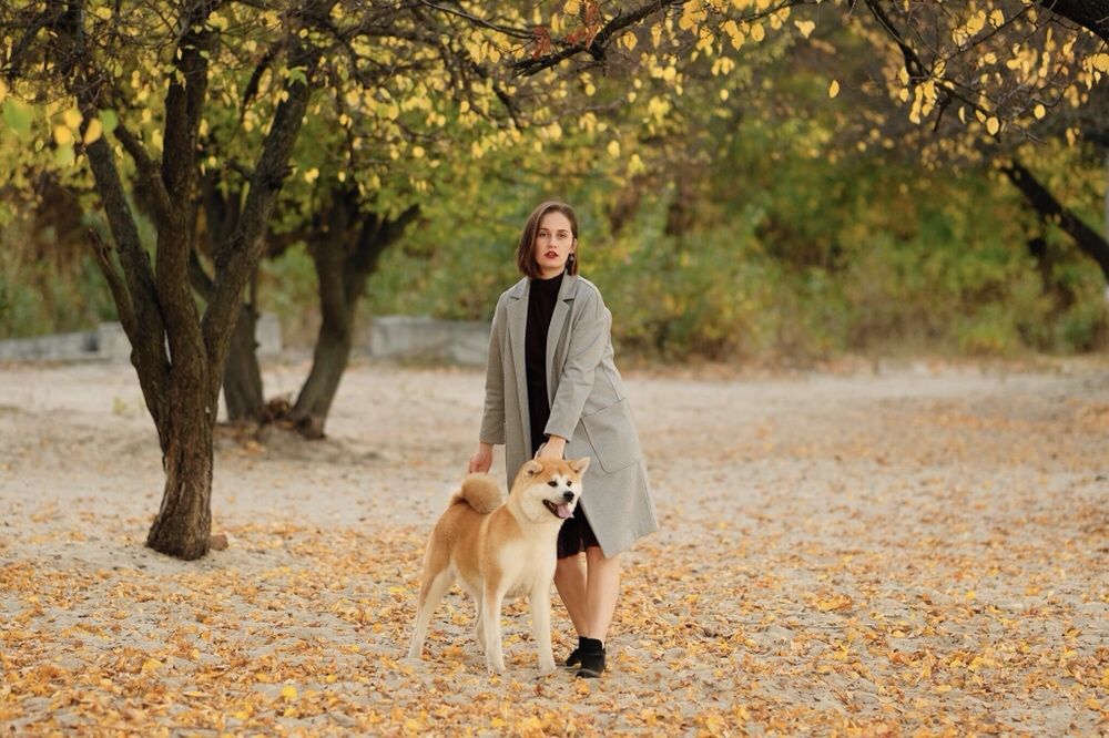 Японська Акіта іну малюки в продажі.