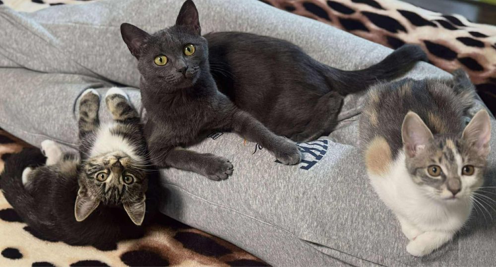 Кішка в добрі руки Віддам безкоштовно кошка бесплатно