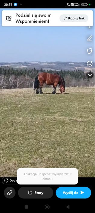 Sprzedam klacz  zrebna