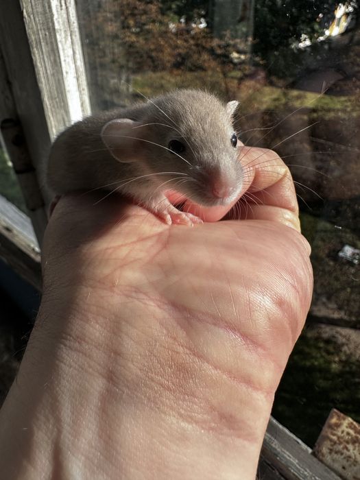 Крыса дамбо рекс, щурик,пацюч,крисята, декоративна криса