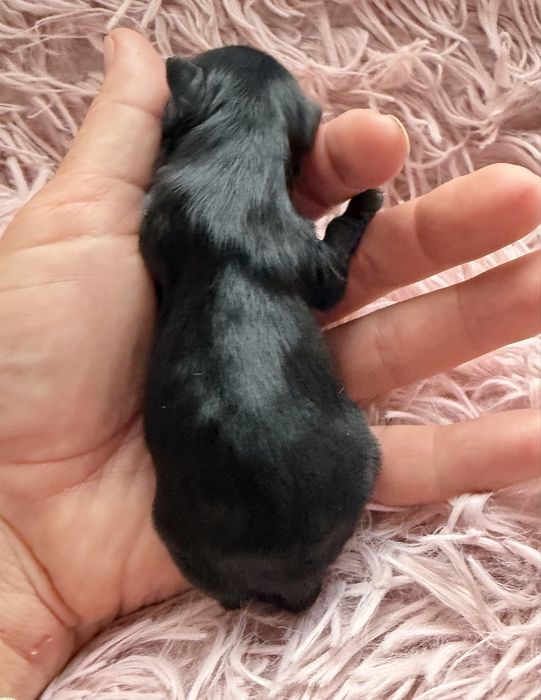 Yorkshire Terrier