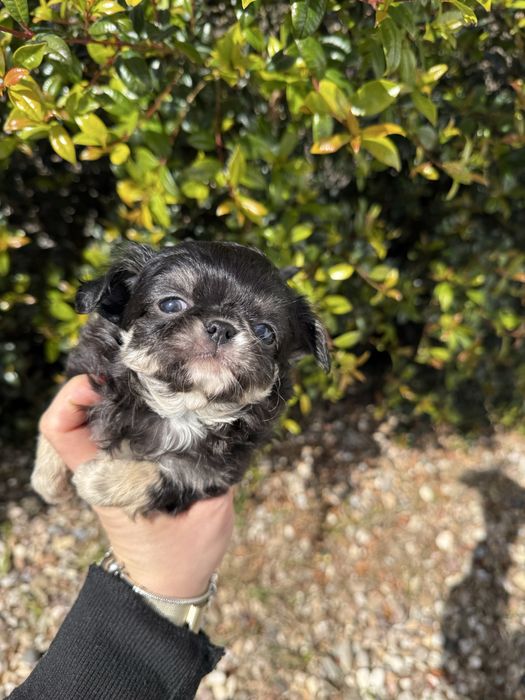 Excelente mini menino Chihuahua/Chiuaua Linhagem Russa de Qualidade