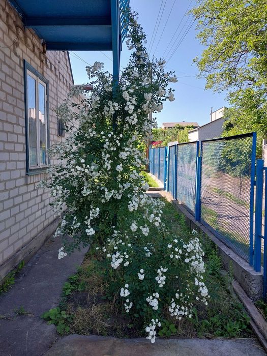 Роза вьющаяся белая