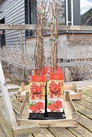 PLANTAS CHISANDRAS [FRUTOS DOS 5 SABORES]