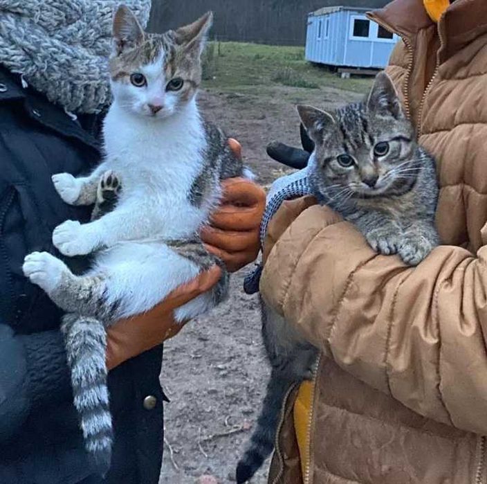 Zaginął kocurek Czaruś