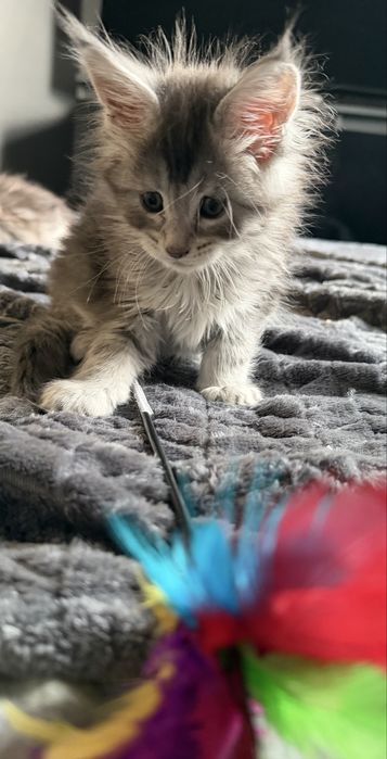 Kotka Maine Coon FPL