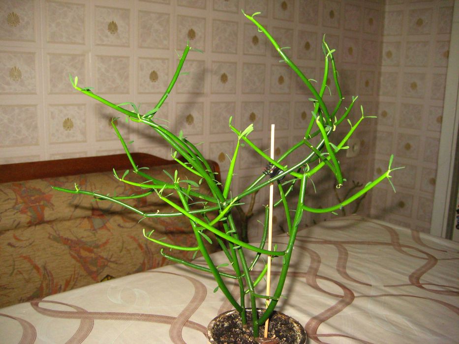 Молочай карандашный.