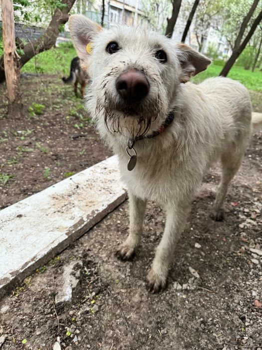 Шукає дім хлопчик білого кольору