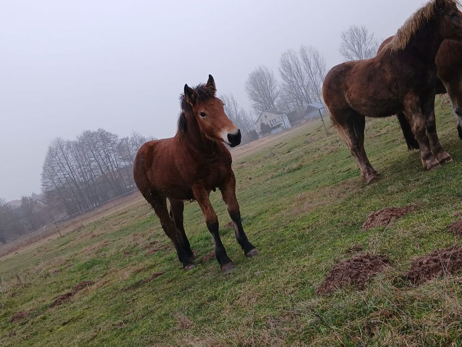 Źrebaki zimno krwiste