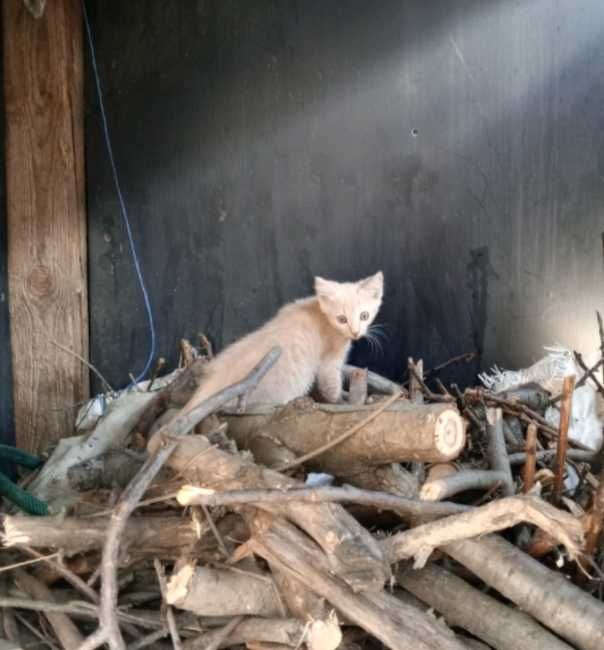 Отдам в хорошие руки котят