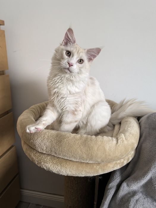 Borys przepiękny kocur Maine Coon shaded  opcja