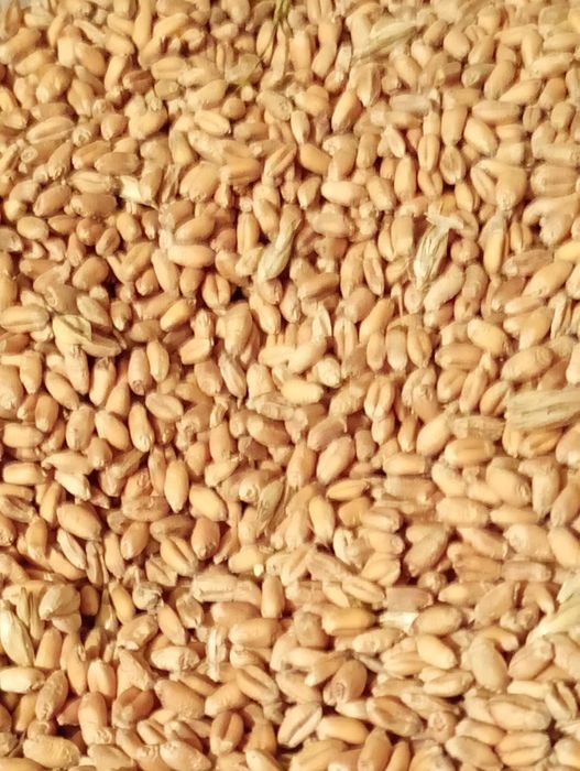 Продам зерно пшениці