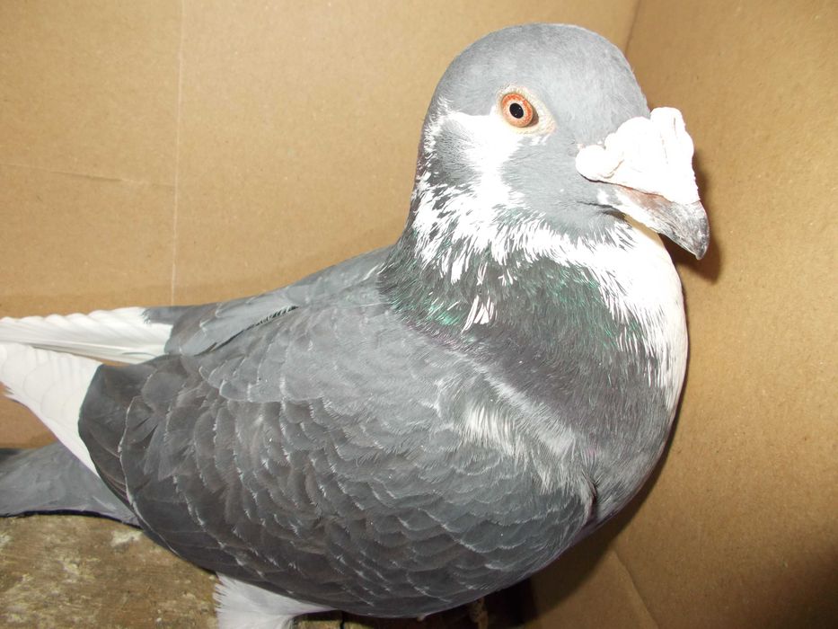 Golebie staropolskie G