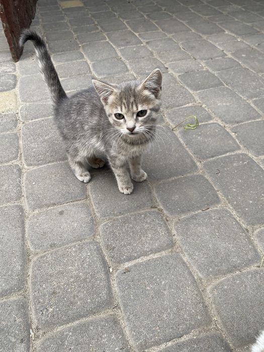 Віддамо котеня! Дівчинка, грайлива та ласкова!