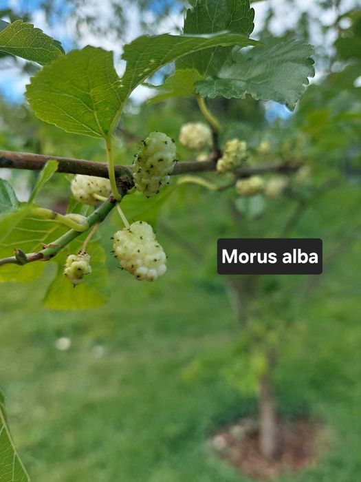 Amoreira Branca - Morus Alba