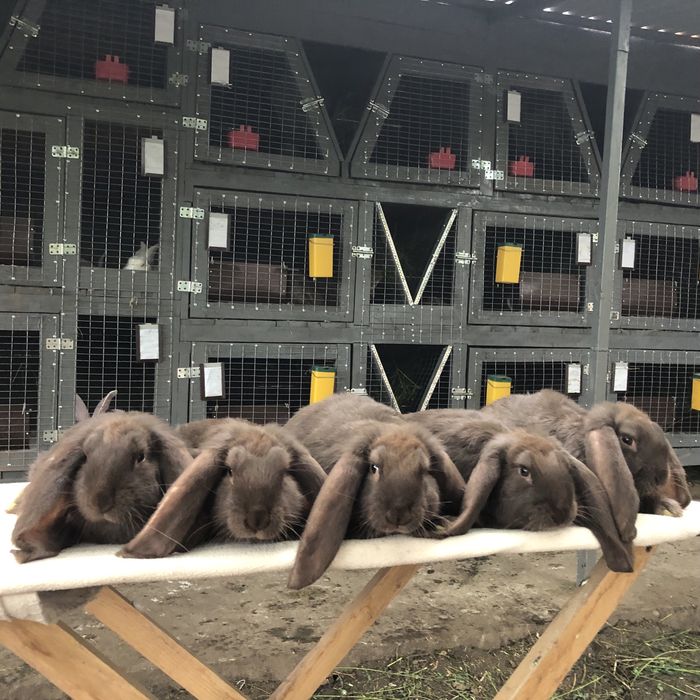 Кролики кролі Французький баран