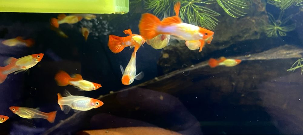 Rybka Gupiki Gold Koi