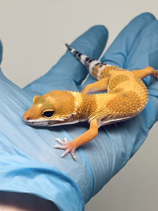 Gekon lamparci hodowla