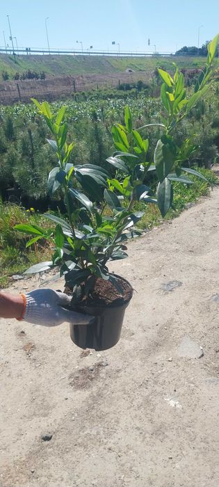Laurowiśnia 70-110 cm Gryfino i okolice dowóz gratis